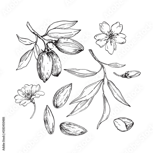 Almond set of vector illustrations hand drawn with ink. Black and white nuts, flowers, branches and leaves. Objects for food and drink label design