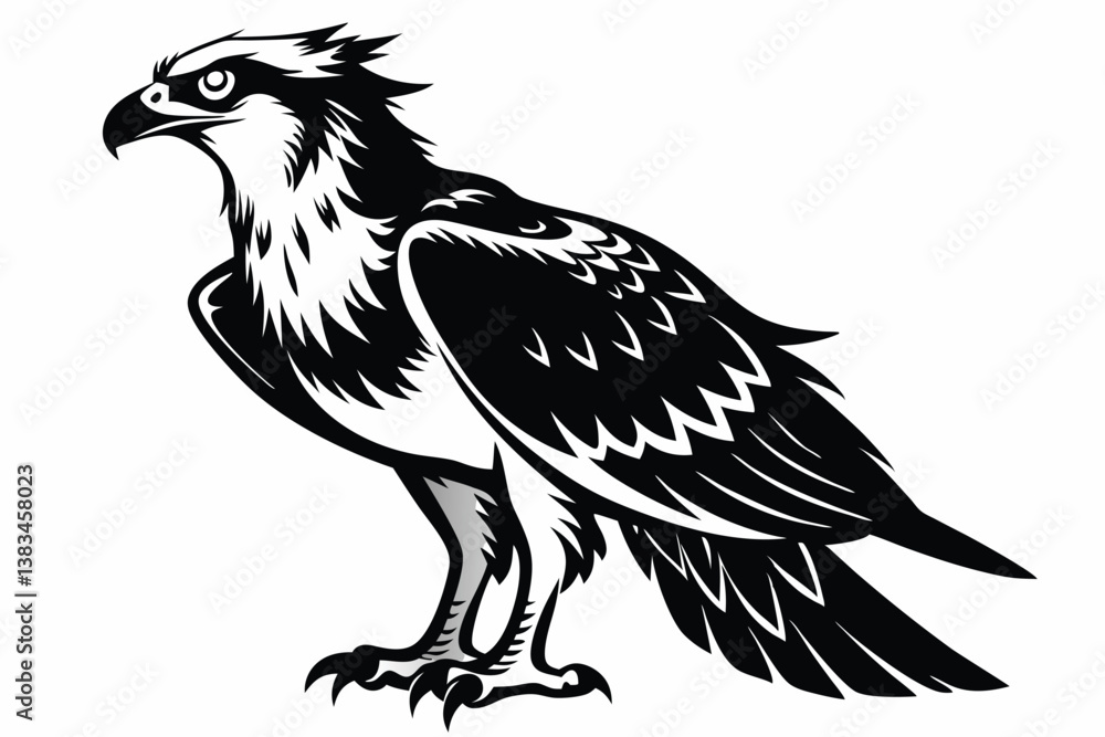 Fototapeta premium Majestic Osprey Detailed Black and White Bird of Prey