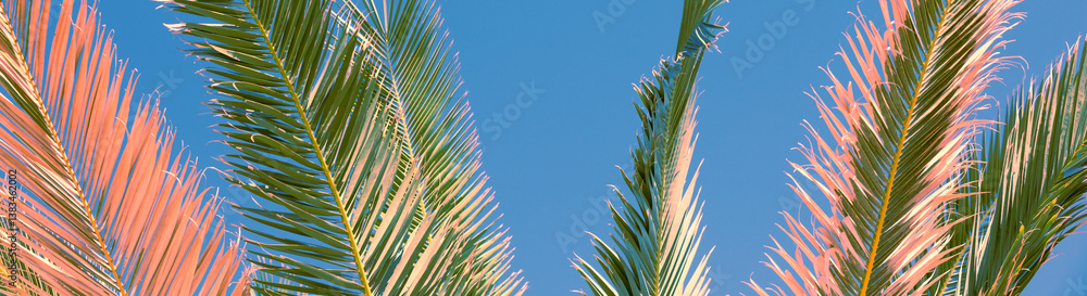 Palm tree leaves against blue sky. Tropical nature background. Horizontal banner