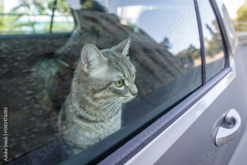 Obraz na płótnie A beautiful gray striped adult cat is sitting on the passenger seat of the car looking at the road from the window w salonie