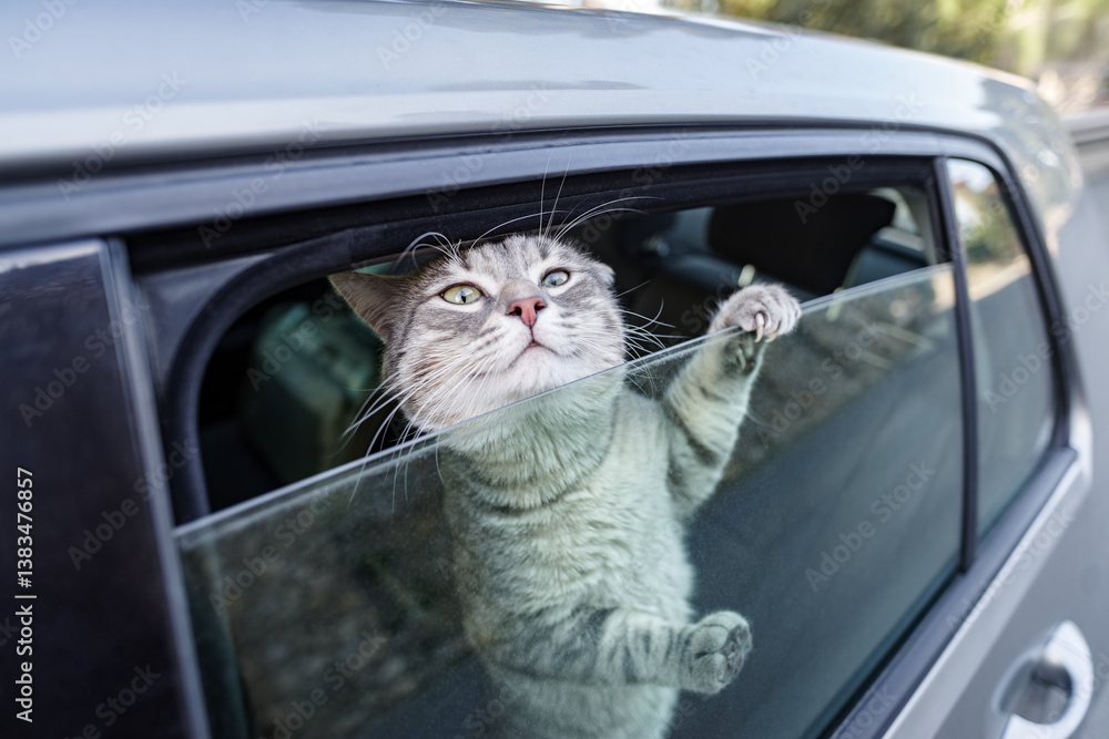Cat sticking head out car window
