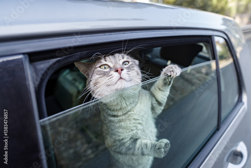 Obraz na płótnie Cat sticking head out car window w salonie
