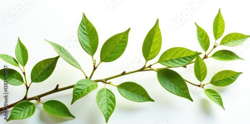 delicate leaf clusters isolated on white background, earthy, botanical, organic