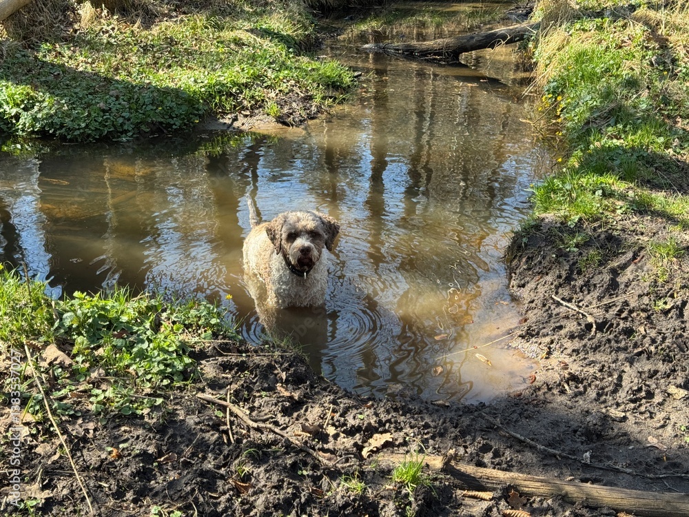 Ein Lagotto Romagnolo Hund hat Spaß im Wasser