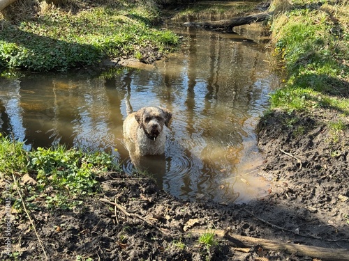 Obraz na płótnie Ein Lagotto Romagnolo Hund hat Spaß im Wasser w salonie