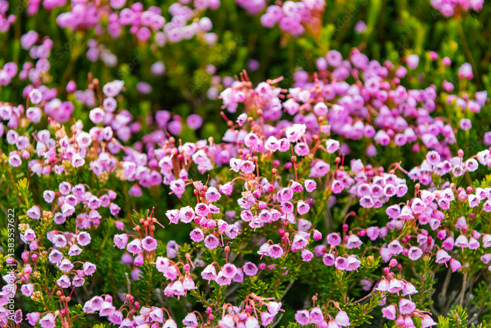 Flowering plant. Flower blossom of nature background. Mountain heather blossom. Pink mountain heather meadow flower. Meadow with wildflower of mountain heather flower in nature. Summer nature Flowering plant. Flower blossom of nature background. Mountain heather blossom. Pink mountain heather meadow flower. Meadow with wildflower of mountain heather flower in nature. Summer nature