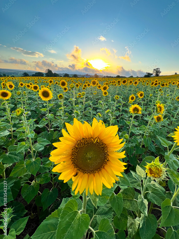 Obraz premium Common sunflower on a field