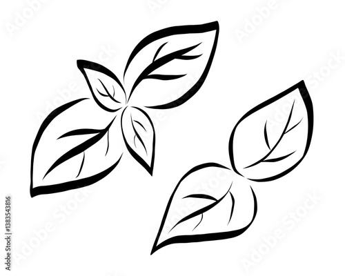 Hand drawn basil leaves. Line icon illustration. 