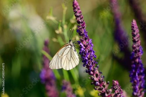 Macro Shot of Violet Salvia nemorosa Flowers with Black-Veined White Butterfly Aporia crataegi in Summer Meadow