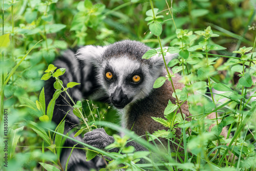 Obraz premium Portrait of an adult ring-tailed lemur (Lemur catta) sitting in green grass