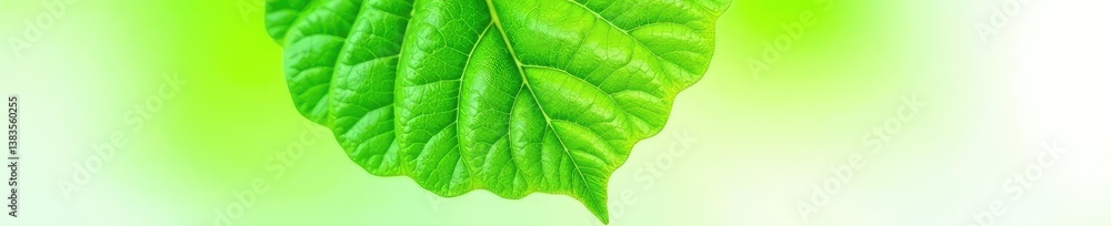 Fototapeta premium Green leaf with veins isolated on white background, leaf, vein