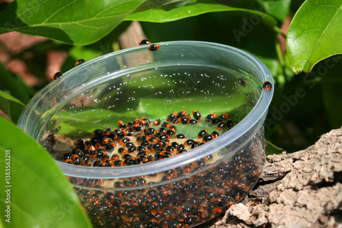 Mealybug ladybirds, Cryptolaemus montrouzieri (Coleoptera: Coccinellidae) are natural enemies of Scale insects. Agriculture plantation. Rearing and biological control concept