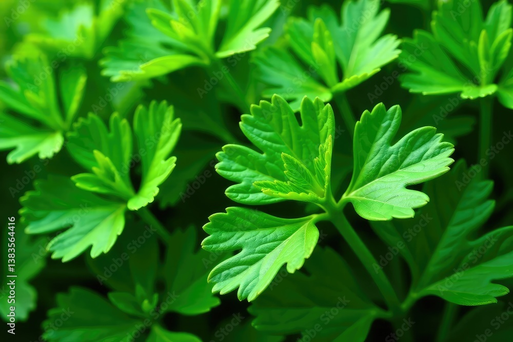 Close-up view of parsley leaves arranged in a repeating motif , arrangement, vibrant, background Close-up view of parsley leaves arranged in a repeating motif , arrangement, vibrant, background