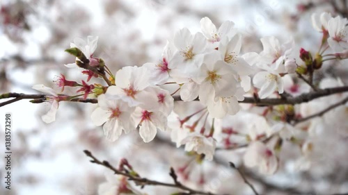 風に泳ぐ満開の桜　フィックス
