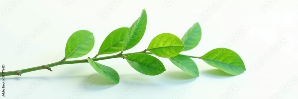 Fototapeta premium Smooth branch on white surface with soft rounded ends, leafy, nature