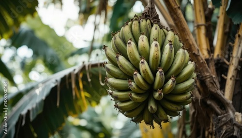Wallpaper Mural bunch of bananas on tree Torontodigital.ca