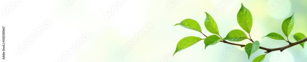 Leafy branch with delicate green leaves against a crisp white background, branches, garden, botanical Leafy branch with delicate green leaves against a crisp white background, branches, garden, botanical