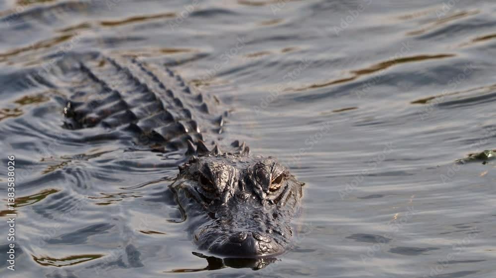 American alligator in the wild of the McFaddin National Wildlife Refuge in southeast Texas. American alligator in the wild of the McFaddin National Wildlife Refuge in southeast Texas.