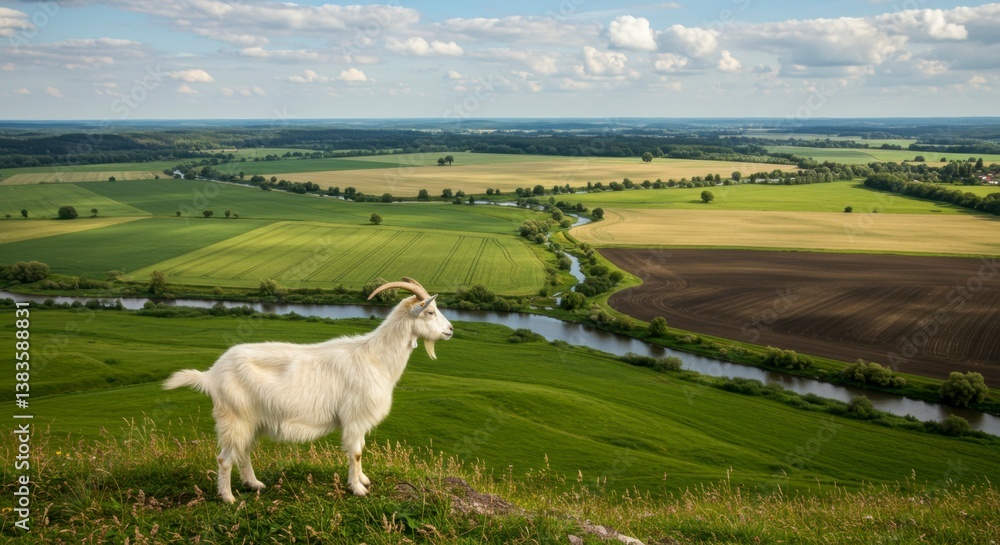 Fototapeta premium Goat on hilltop overlooking fields and river