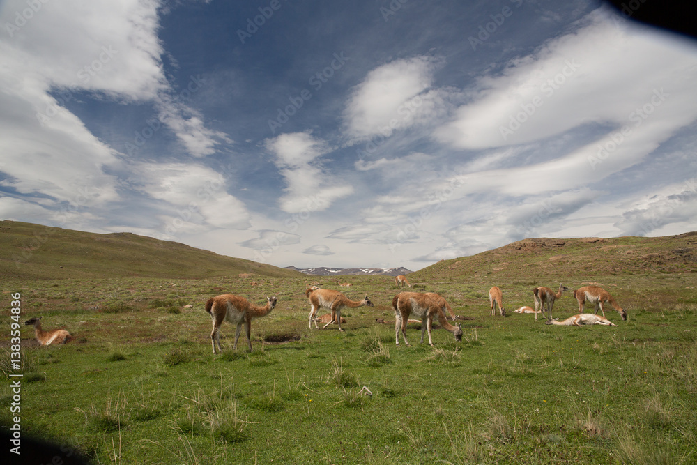 Fototapeta premium Beautiful mountain view at Torres del Paine National Park, Patagonia in Chile. Three guanaco that are local animal are standing on the field as foreground.