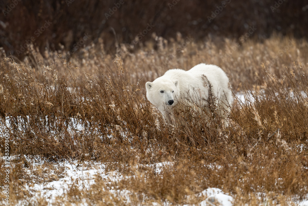 Polar bear walking through snow covered ground near Churchill
