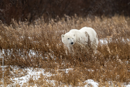Obraz na płótnie Polar bear walking through snow covered ground near Churchill w salonie