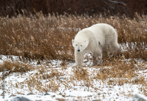 Polar bear walking through snow covered ground near Churchill