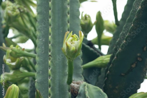 Fotografie Cactus Flower Bud Close-Up