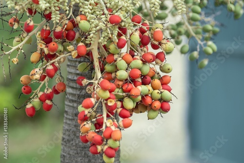 Fototapeta Naklejka Na Ścianę i Meble -  Vibrant palm tree fruits close-up.