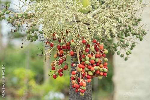 Fototapeta Naklejka Na Ścianę i Meble -  Vibrant palm fruits on a tree.