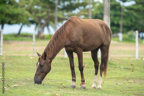 Brown horse grazing in a lush green field.