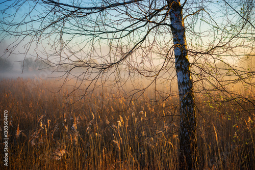 Fototapeta Naklejka Na Ścianę i Meble -  Wiosenny poranek ze słońcem i mgłami, Stawy Dojlidzkie, Podlasie