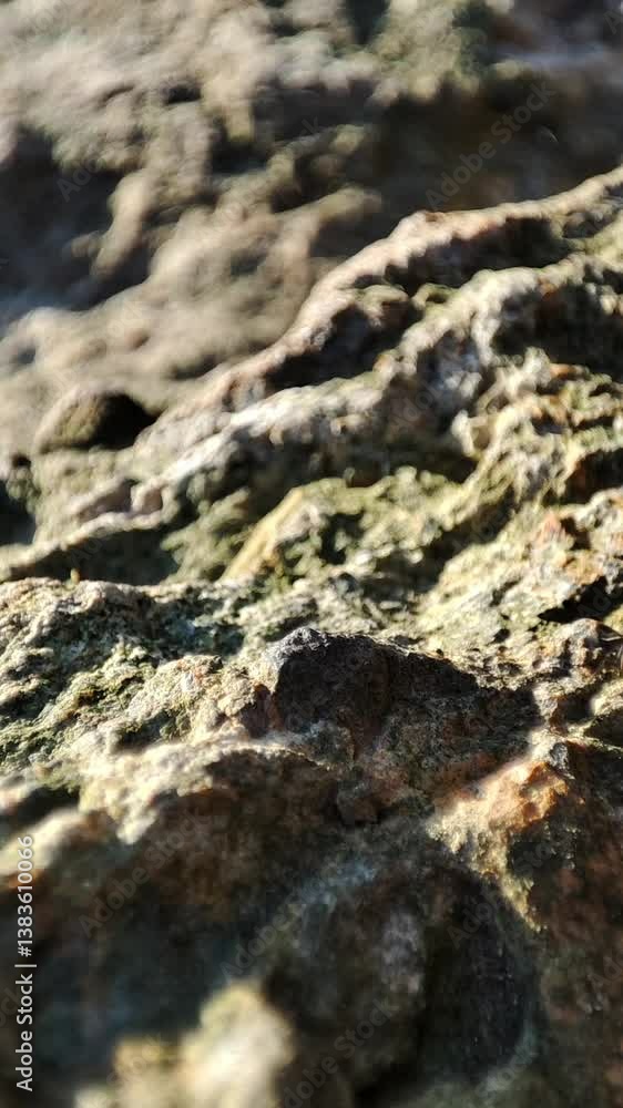 Macro shot of several ants moving across a rocky surface in nature, vertical format Macro shot of several ants moving across a rocky surface in nature, vertical format