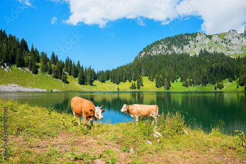 two brown-white dairy cows on the shore of Lake Oberstockensee, switzerland