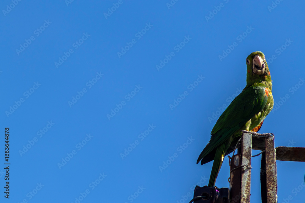 maritacas ou brazilian parrots landed on a high voltage wire with blue sky background in Brazil