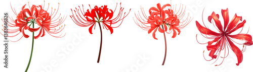 Lycoris radiata/Red spider lily