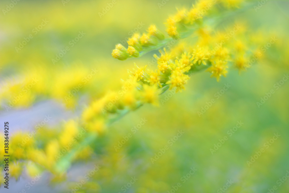 Delicate yellow flowers in blur. Earth Day. Natural background, backdrop, blank, copy space Delicate yellow flowers in blur. Earth Day. Natural background, backdrop, blank, copy space