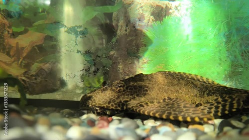 Catfish stickler cleans the aquarium
