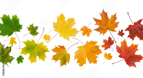 Autumn leaves border in various colors isolated on white background with clipping path. Gradient of maple leaves from green to dark red. Element for design. Vibrant fall foliage colorful garland