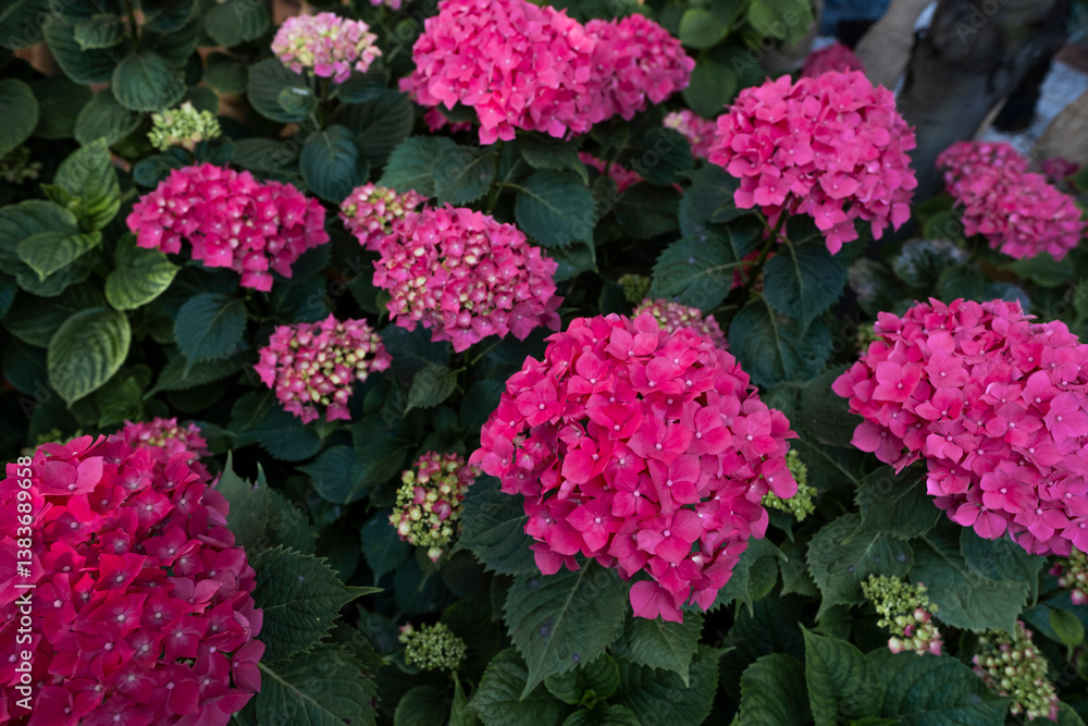 Vibrant pink hydrangeas blooming in garden Vibrant pink hydrangeas blooming in garden
