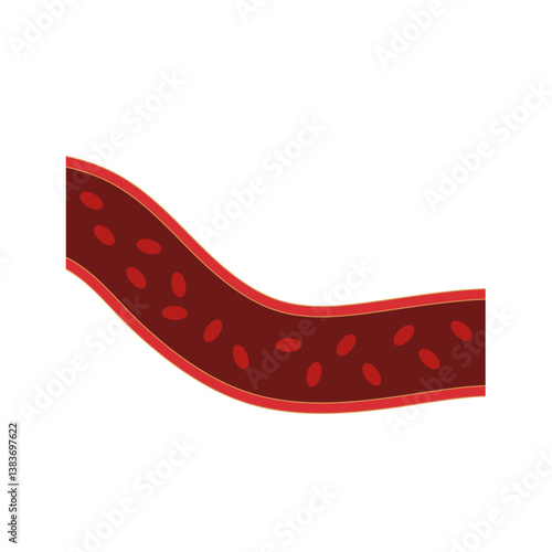 Normal blood vein artery. Blood  circulation in vessel. Vector illustration.