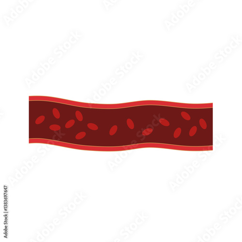 Normal blood vein artery. Blood  circulation in vessel. Vector illustration.