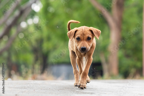 Canvas Print Indian street dogs