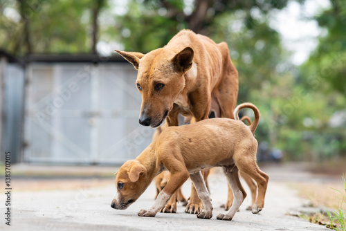 Canvas Print Indian street dogs