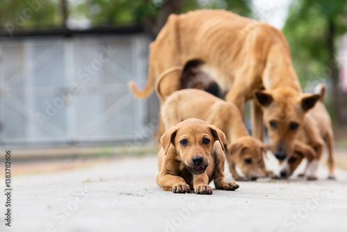 Canvas Print Indian street dogs