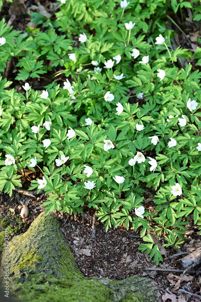 Fototapeta premium A close-up of delicate white wood anemones (Anemone nemorosa) blooming in a lush green forest. The flowers, with their pure white petals and bright yellow centers, stand out against the fresh spring 