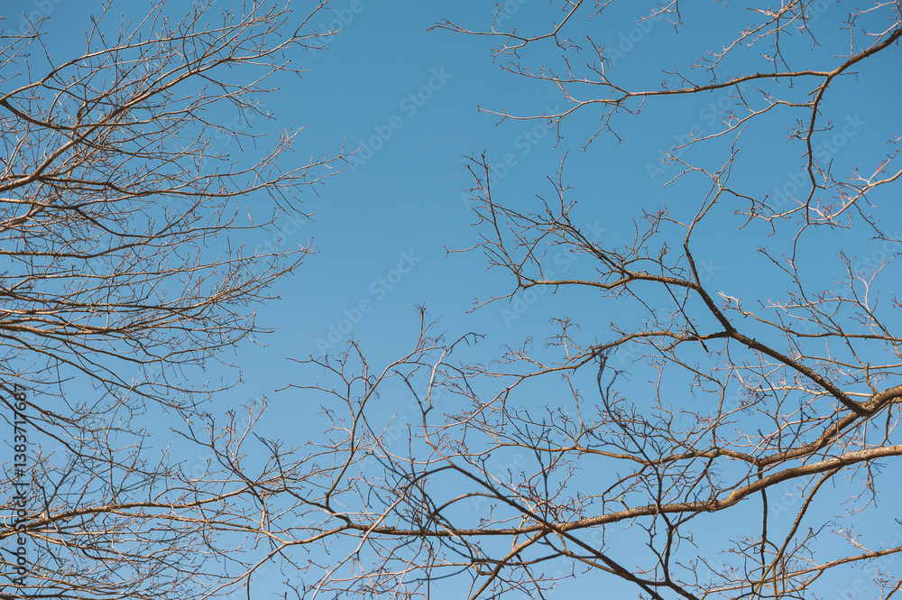 Leafless tree branches stretch against a clear blue sky, creating natural background Leafless tree branches stretch against a clear blue sky, creating natural background