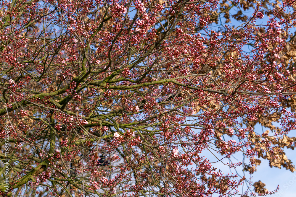 Saw cherry, Japanese cherry (Prunus serrulata Lindl.) – a species of tree in the Rosaceae family. Ornamental tree originating from China. Pink flowers on the tree. Blooming flowers early spring