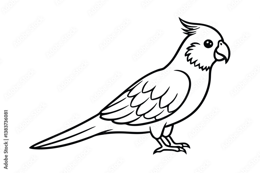 Fototapeta premium cockatiel parakeet