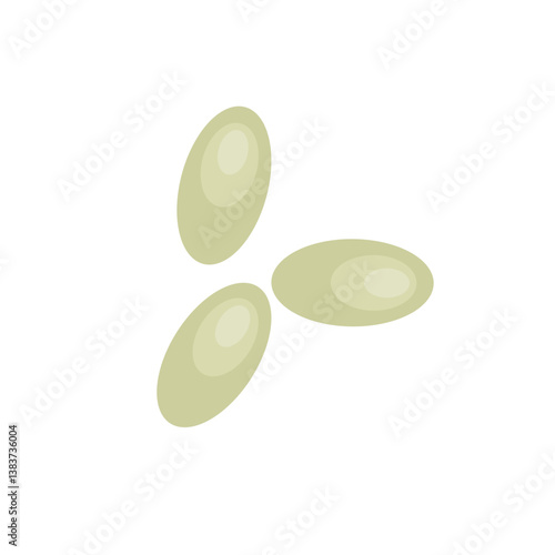 Bed bug eggs. Vector science Educational illustration.